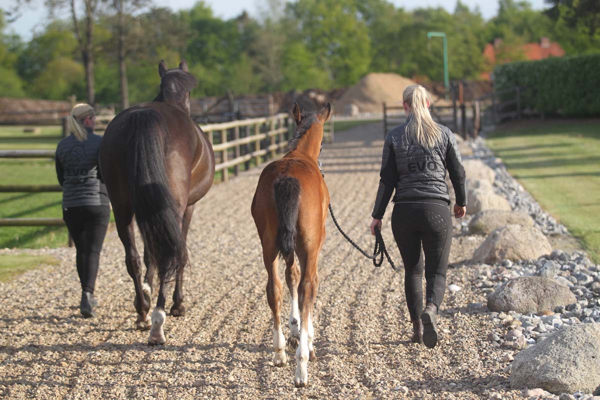 Horses on the way to the pen